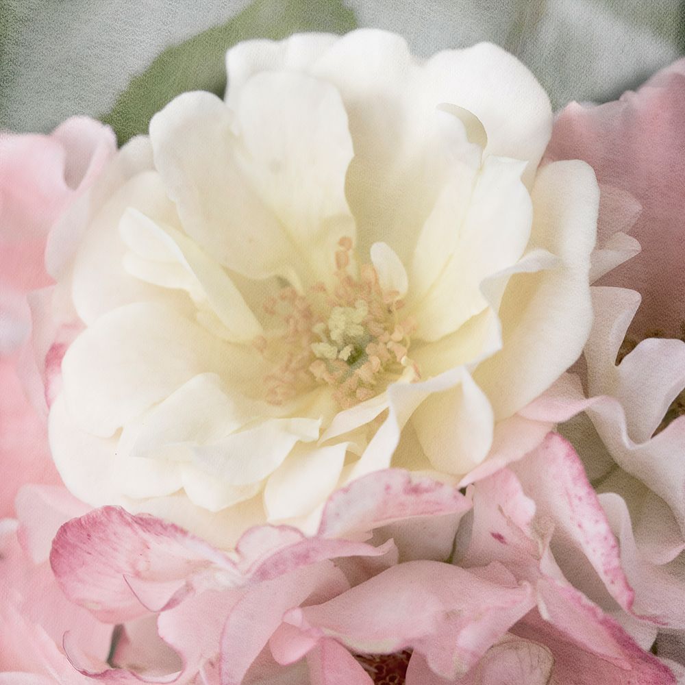 Soft Rose art print by Judy Stalus for $57.95 CAD