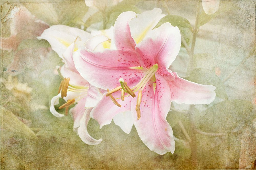 Lily art print by Judy Stalus for $57.95 CAD