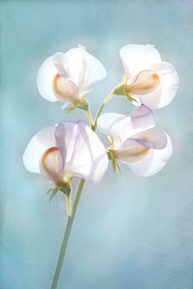 Sweet Pea Sky art print by Judy Stalus for $57.95 CAD