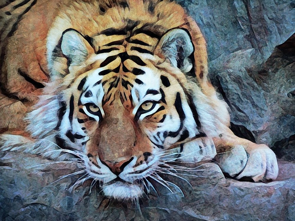 Tiger so Tame art print by Ashley Aldridge for $57.95 CAD