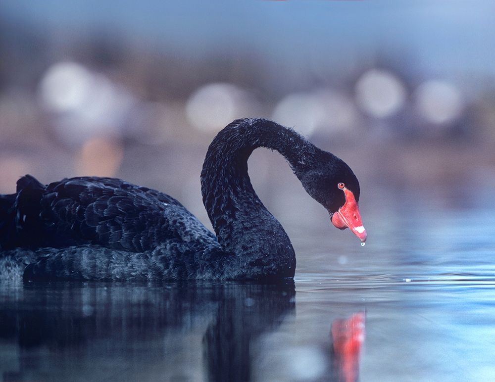 Black Swan-Vancouver-British Columbia art print by Tim Fitzharris for $57.95 CAD
