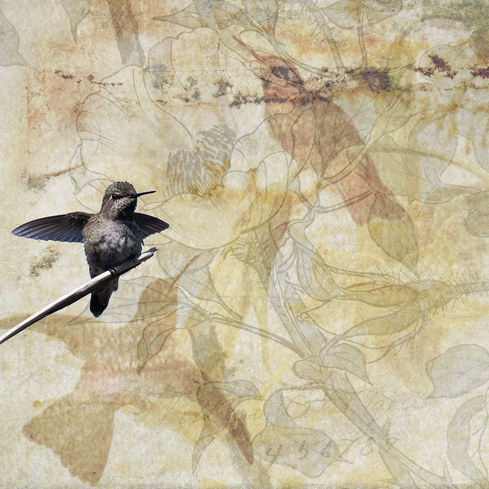 Hummingbird II art print by Susan Friedman for $57.95 CAD