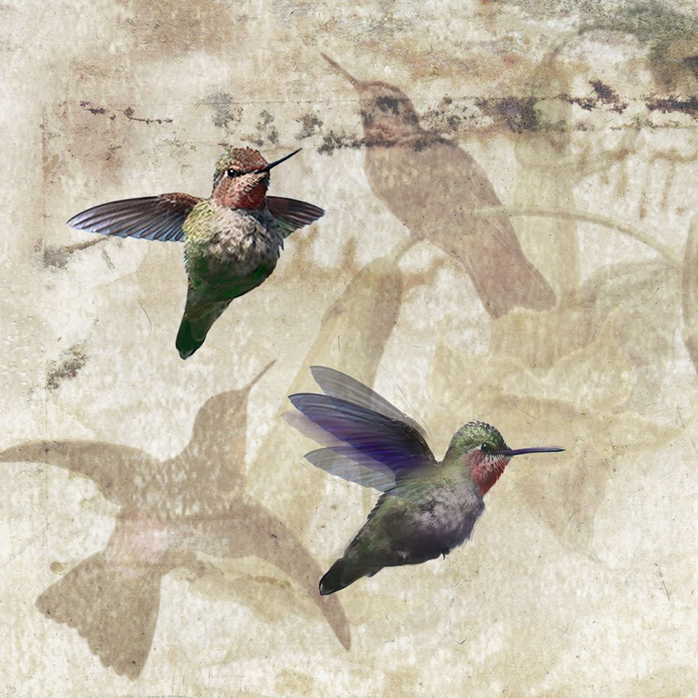 Hummingbird IV art print by Susan Friedman for $57.95 CAD