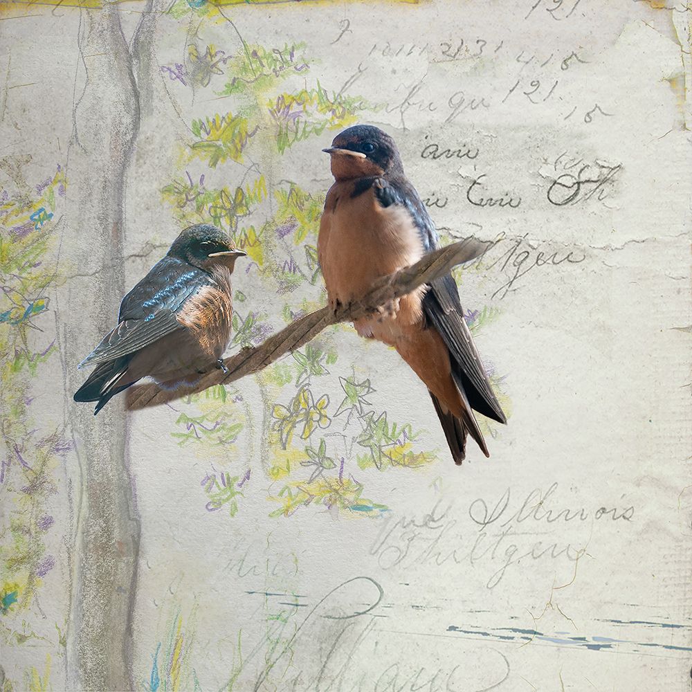 Swallows art print by Susan Friedman for $57.95 CAD