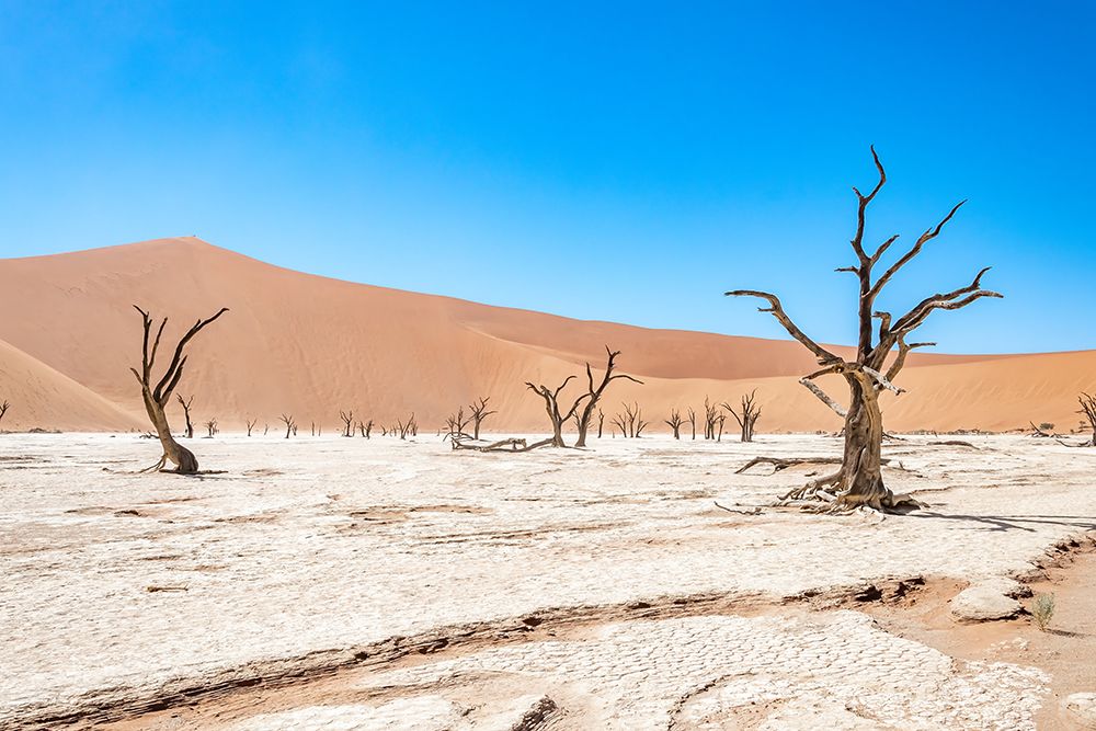 Namibian Dead Trees 1 art print by Richard Silver for $57.95 CAD