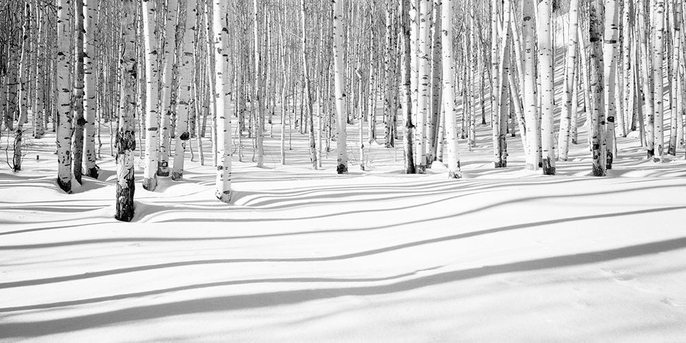Aspen Shadows art print by Dave Butcher for $57.95 CAD