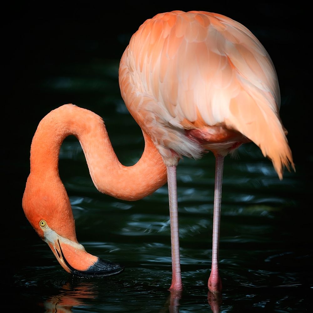 Flamingo art print by Uwe Steger for $57.95 CAD