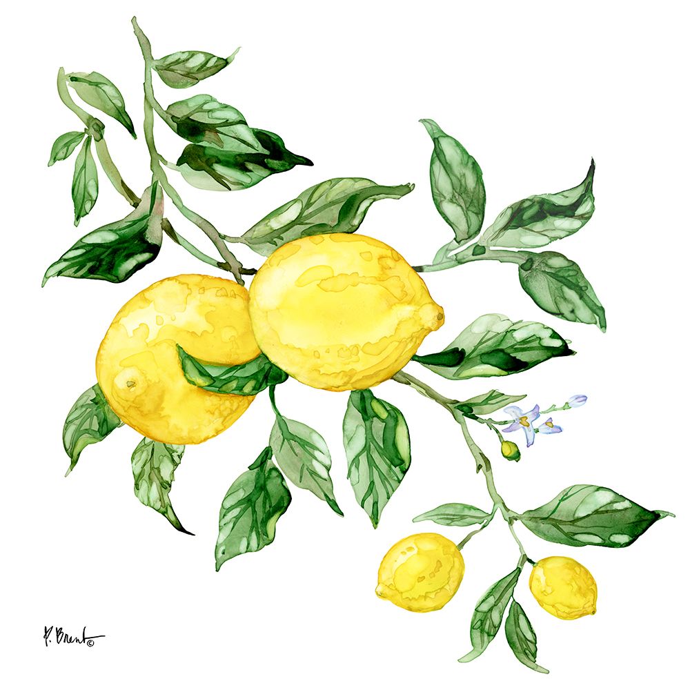 Sicilian Lemons I art print by Paul Brent for $57.95 CAD