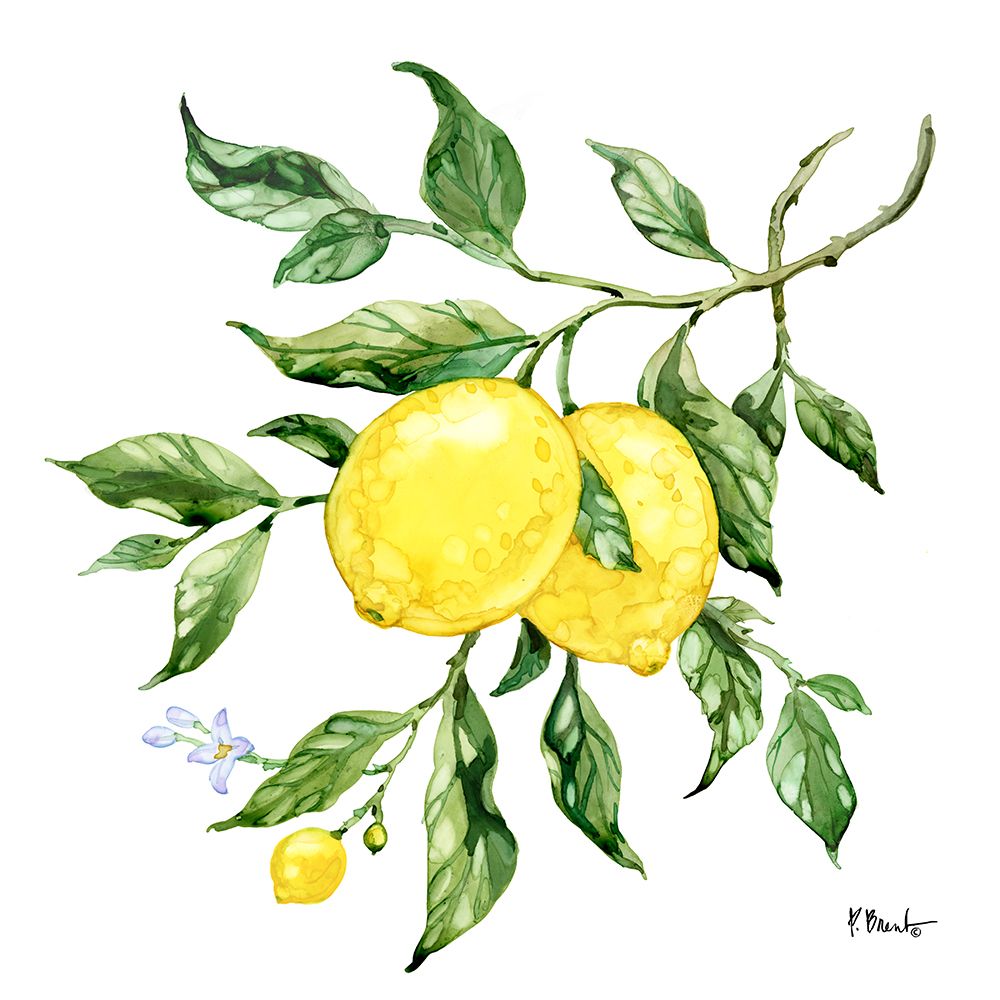 Sicilian Lemons II art print by Paul Brent for $57.95 CAD