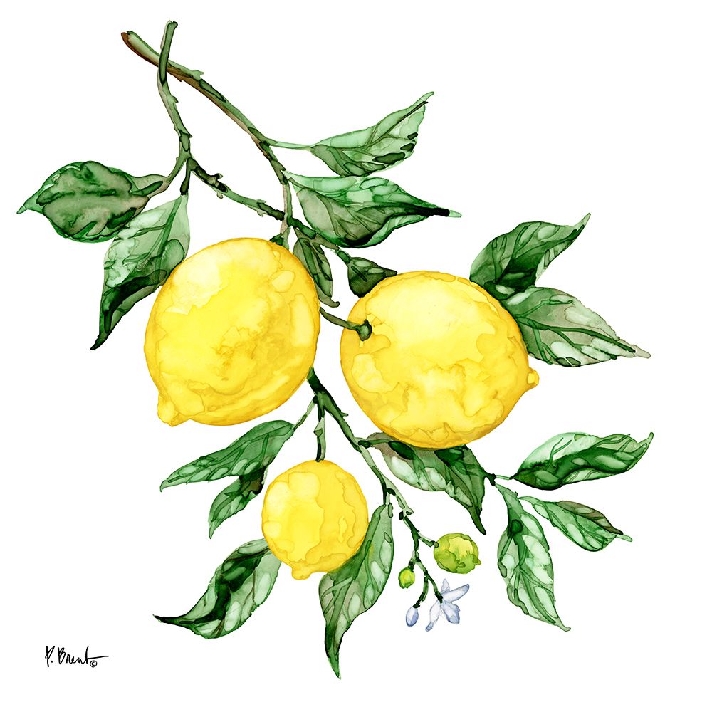 Sicilian Lemons III art print by Paul Brent for $57.95 CAD