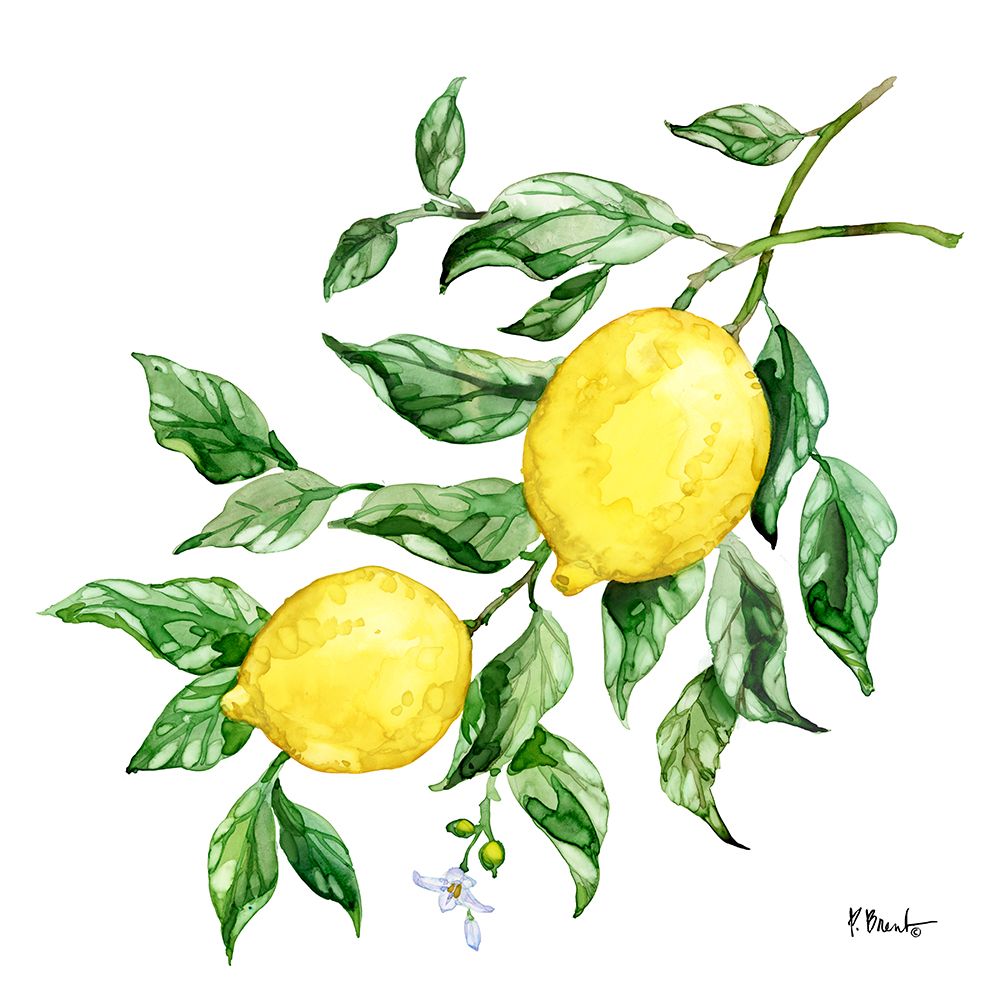 Sicilian Lemons IV art print by Paul Brent for $57.95 CAD