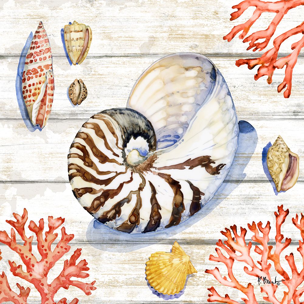 Bahia Shells Wood IV art print by Paul Brent for $57.95 CAD