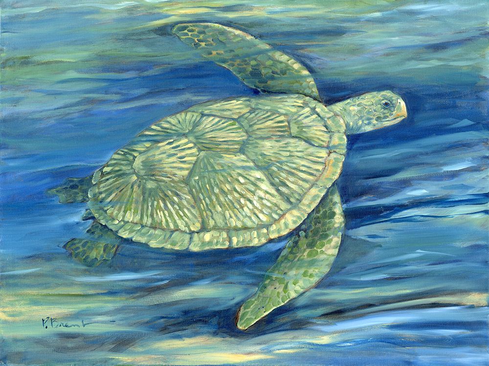 Blue Lagoon Sea Turtle III art print by Paul Brent for $57.95 CAD