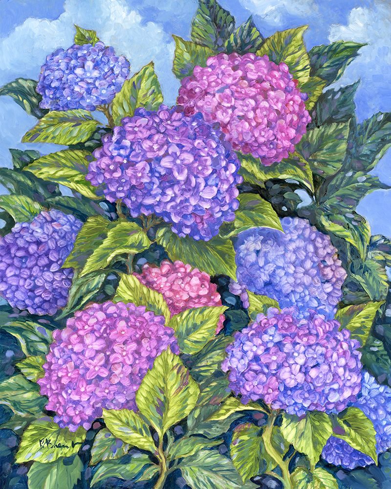 Longwood Hydrangeas art print by Paul Brent for $57.95 CAD