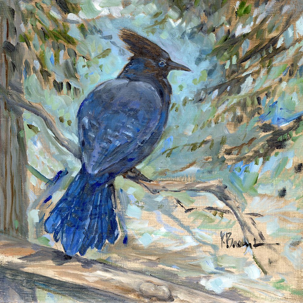 Stellers Jay art print by Paul Brent for $57.95 CAD