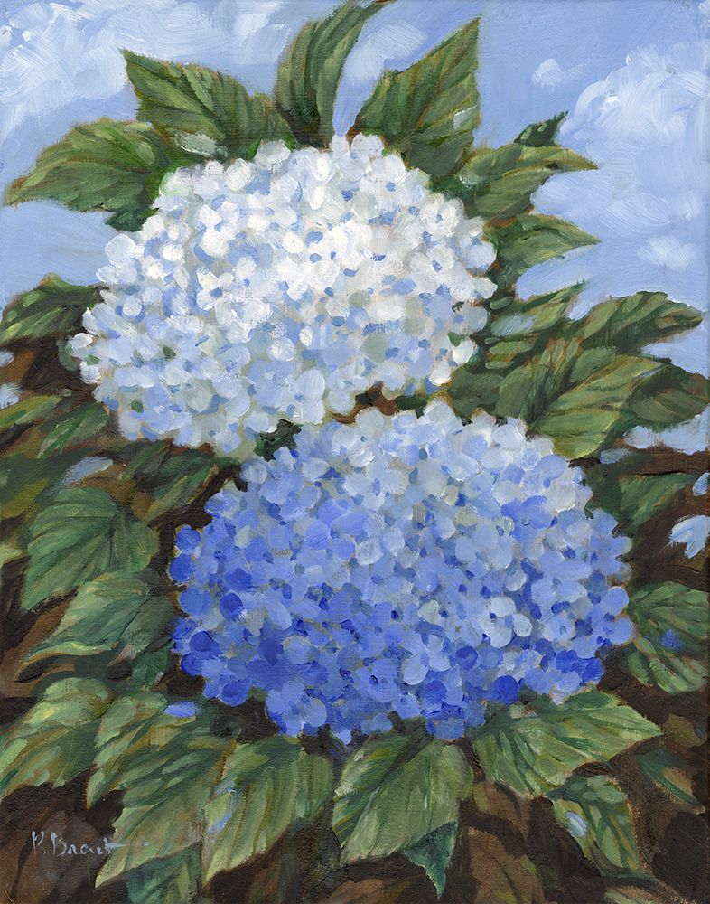 Impressions of Hydrangeas IV art print by Paul Brent for $57.95 CAD