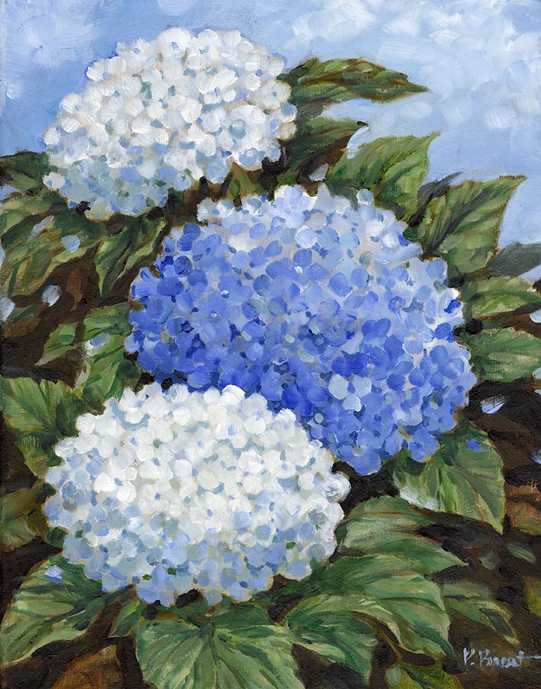 Impressions of Hydrangeas V art print by Paul Brent for $57.95 CAD