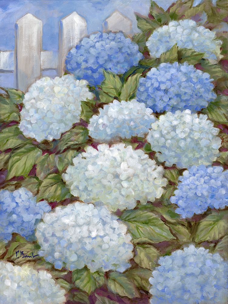 Impressions of Hydrangeas with a Picket Fence art print by Paul Brent for $57.95 CAD