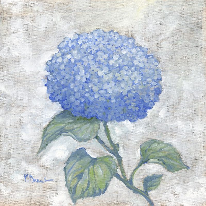 Garden Glory - Hydrangea Single I art print by Paul Brent for $57.95 CAD