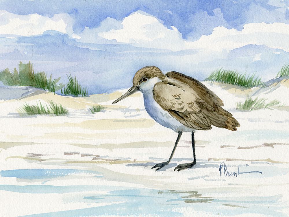 Inlet Beach Sandpiper - Standing art print by Paul Brent for $57.95 CAD