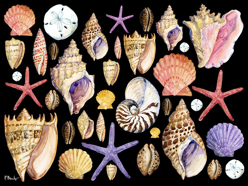 Native Shells Horizontal art print by Paul Brent for $57.95 CAD
