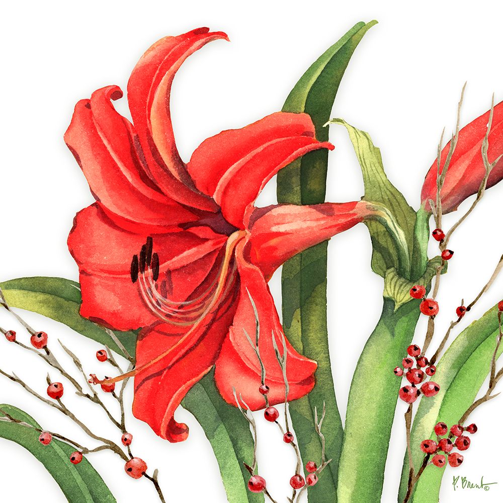 Red Amaryllis and Holly art print by Paul Brent for $57.95 CAD