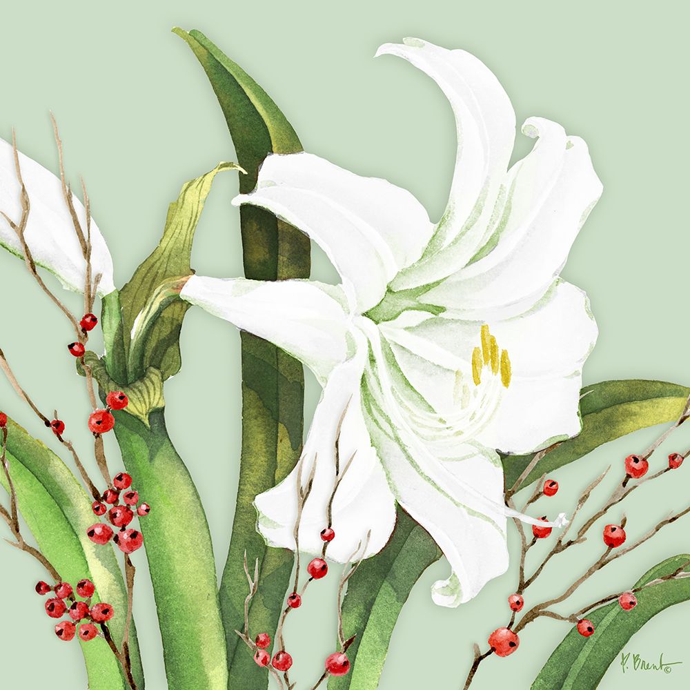 White Amaryllis and Holly art print by Paul Brent for $57.95 CAD