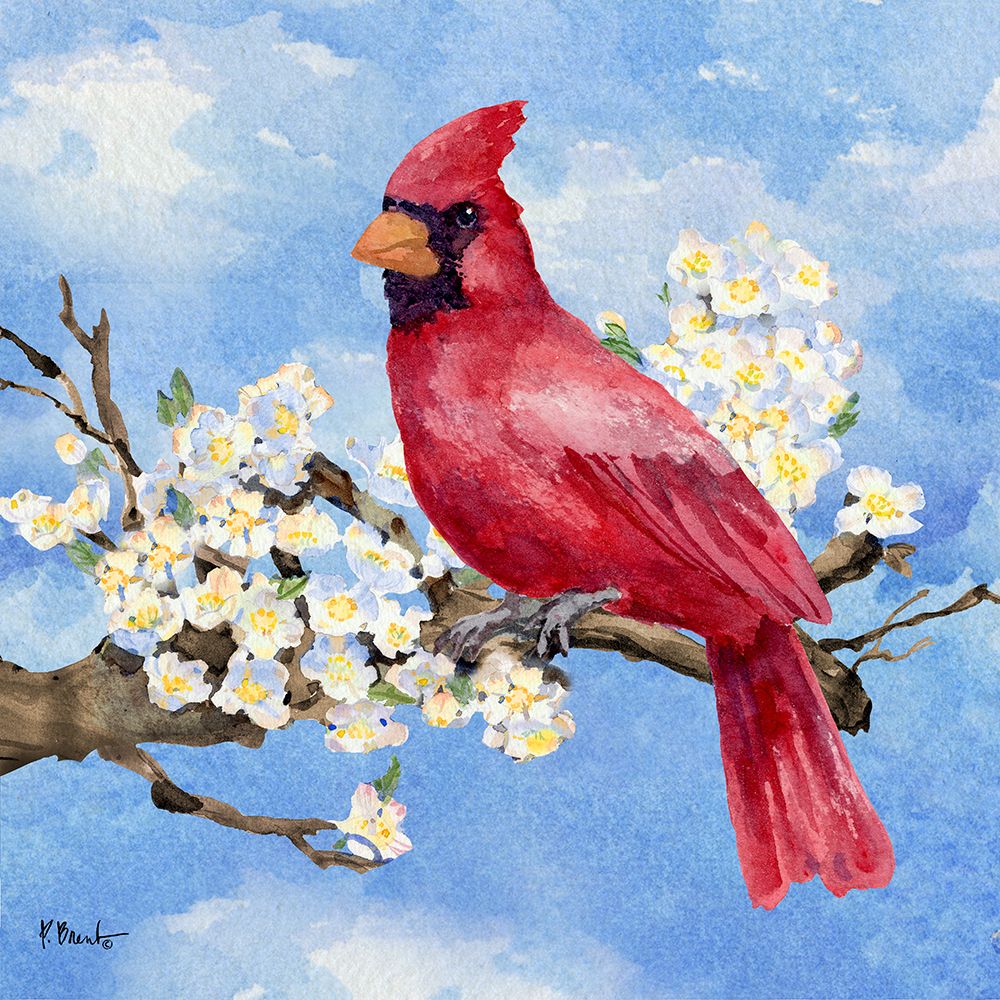 Spring Cardinal IV art print by Paul Brent for $57.95 CAD