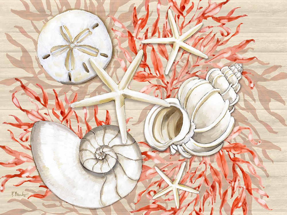 Coral White Shells Horizontal art print by Paul Brent for $57.95 CAD