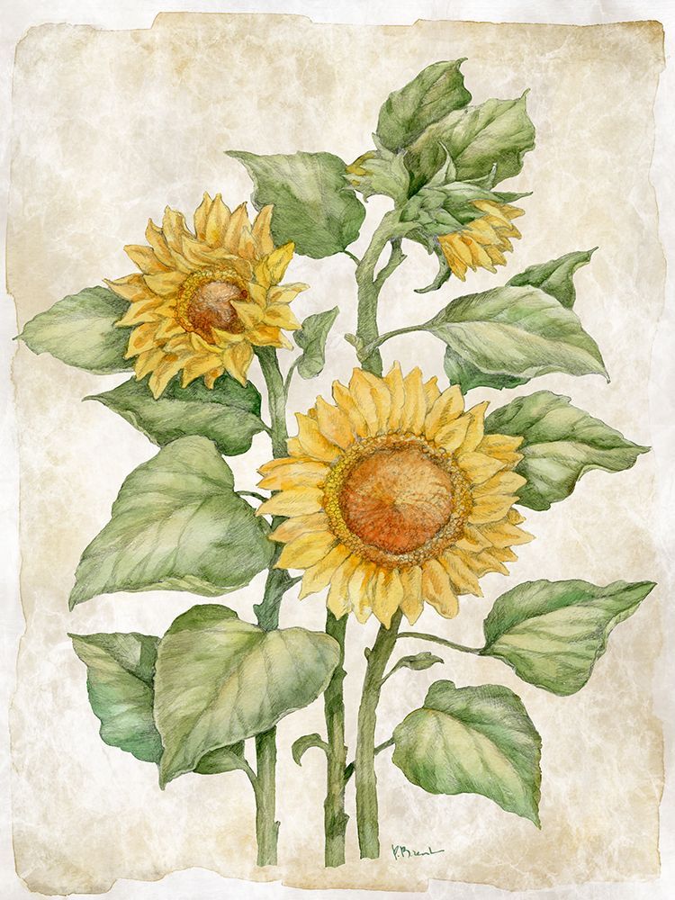 Floral Journal VIII art print by Paul Brent for $57.95 CAD