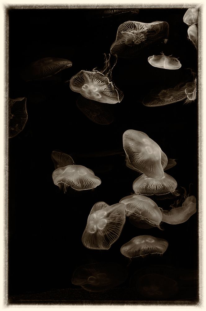 Antique Jellies 1 art print by Rachel Lee for $57.95 CAD