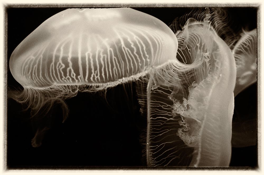 Antique Jellies 2 art print by Rachel Lee for $57.95 CAD