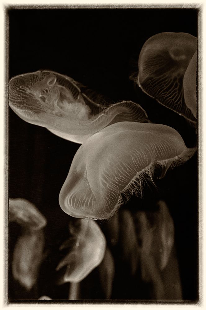 Antique Jellies 3 art print by Rachel Lee for $57.95 CAD