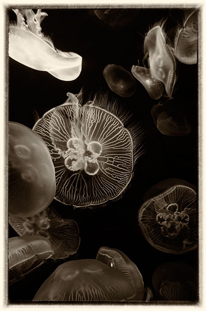 Antique Jellies 4 art print by Rachel Lee for $57.95 CAD