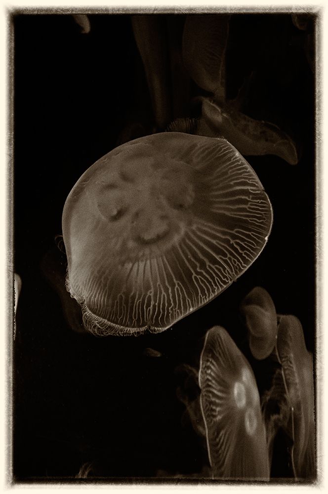 Antique Jellies 5 art print by Rachel Lee for $57.95 CAD