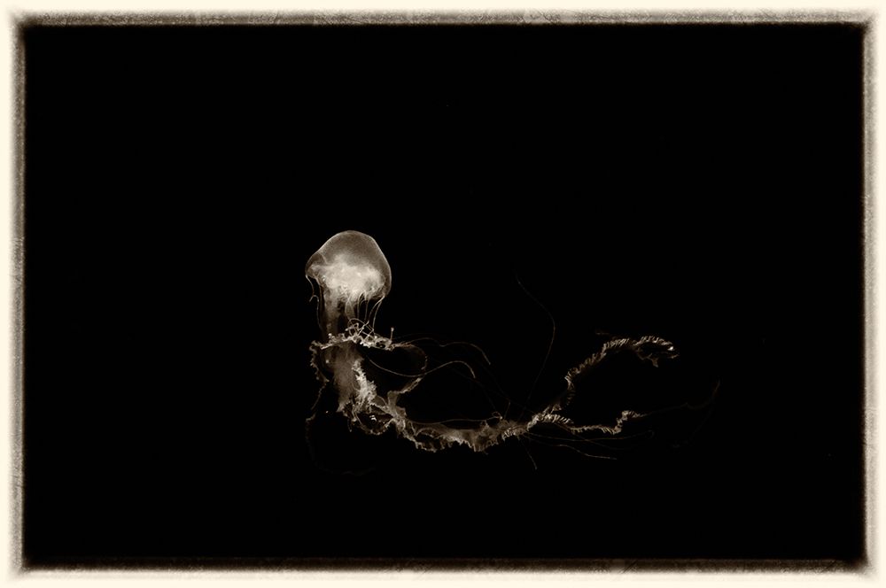 Antique Jellies 6 art print by Rachel Lee for $57.95 CAD