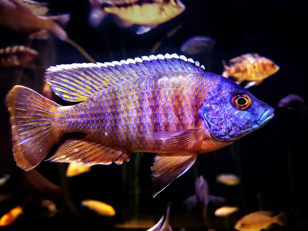 Aquarium Fish 1 art print by Rachel Lee for $57.95 CAD