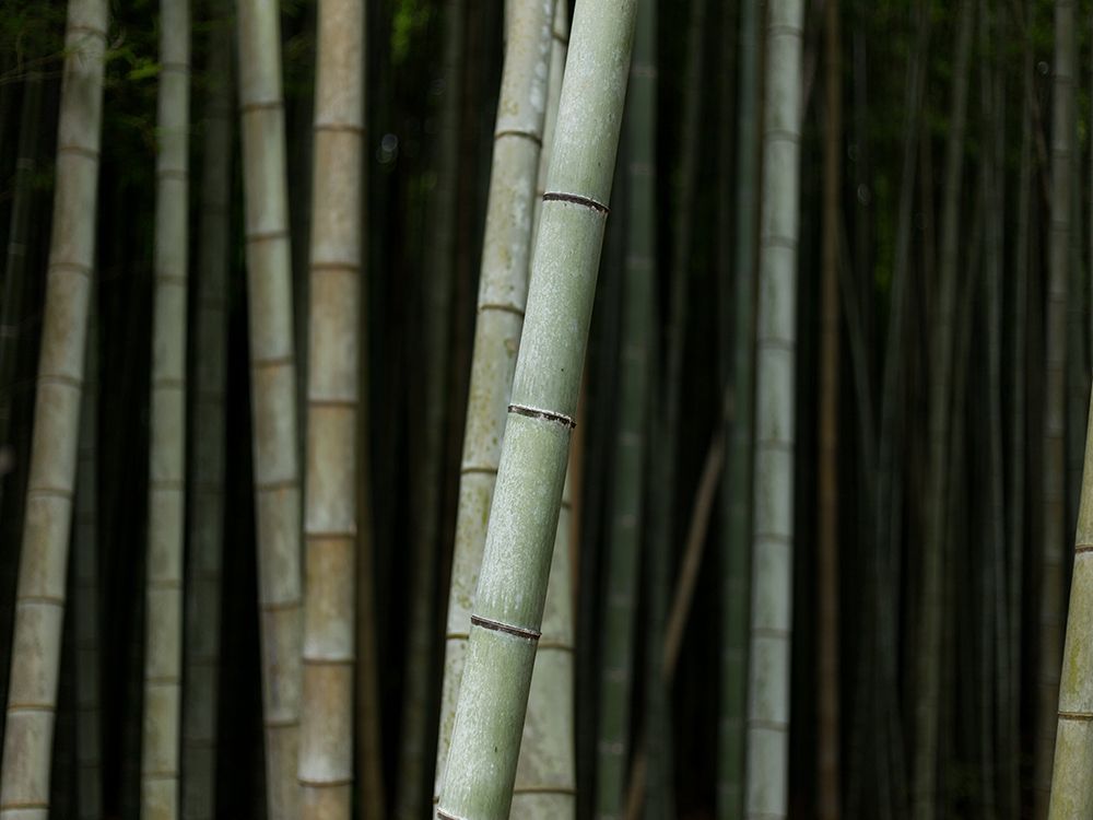 Bamboo art print by Rachel Lee for $57.95 CAD