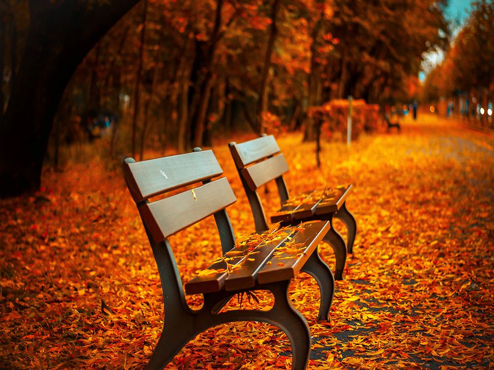 Bench 1 art print by Rachel Lee for $57.95 CAD