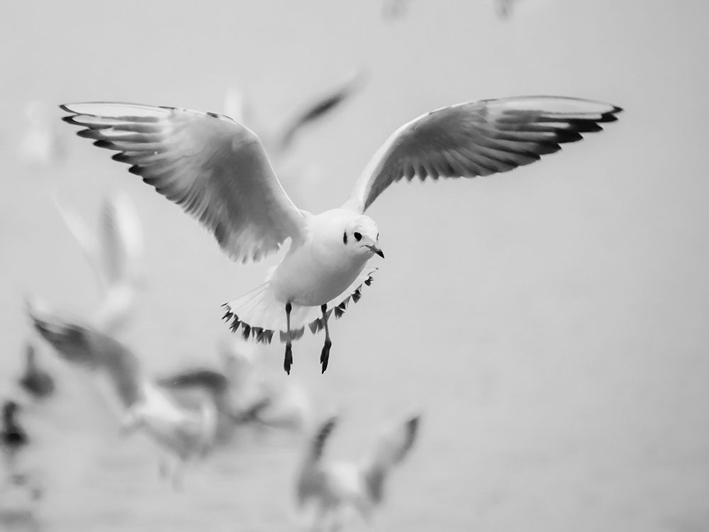 Bird 14 art print by Rachel Lee for $57.95 CAD