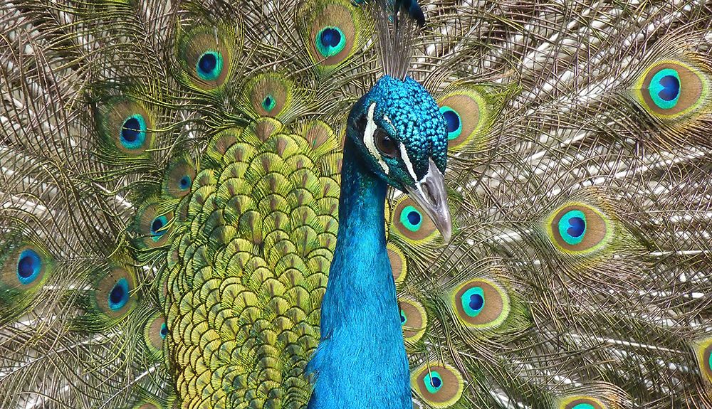 Bird 26 art print by Rachel Lee for $57.95 CAD