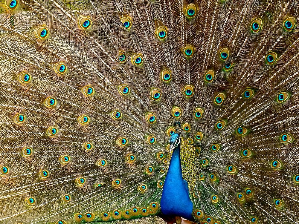 Bird 27 art print by Rachel Lee for $57.95 CAD