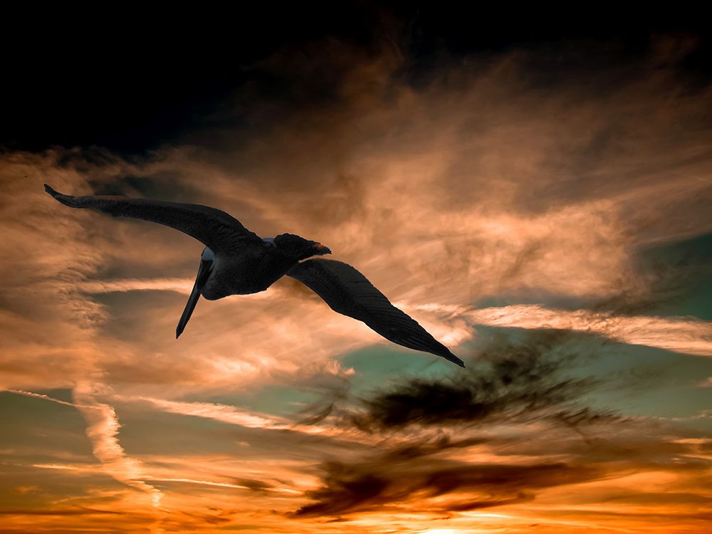 Bird 29 art print by Rachel Lee for $57.95 CAD