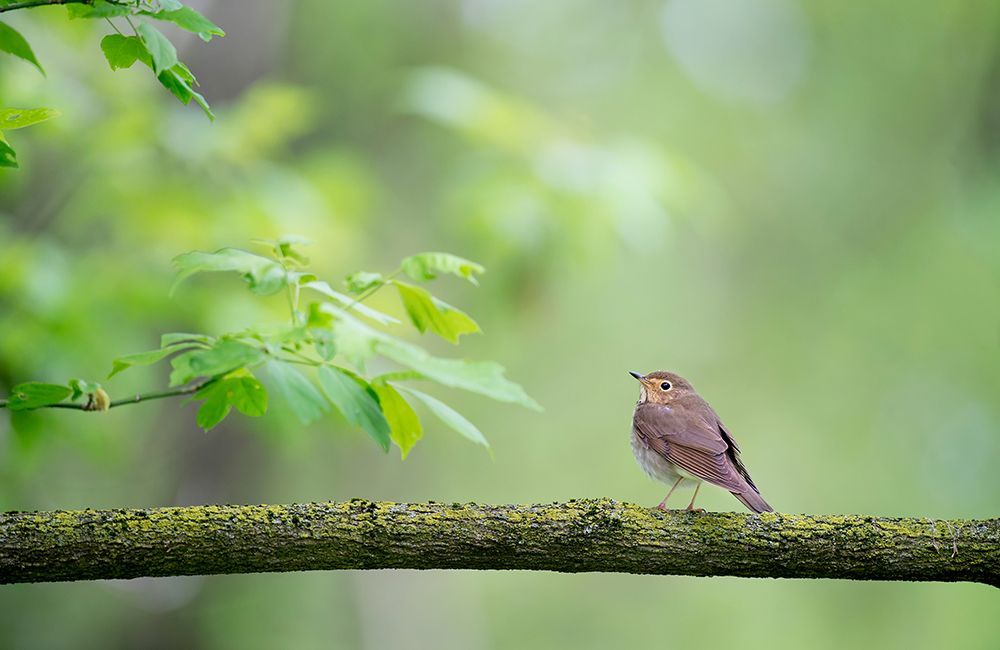 Bird 37 art print by Rachel Lee for $57.95 CAD