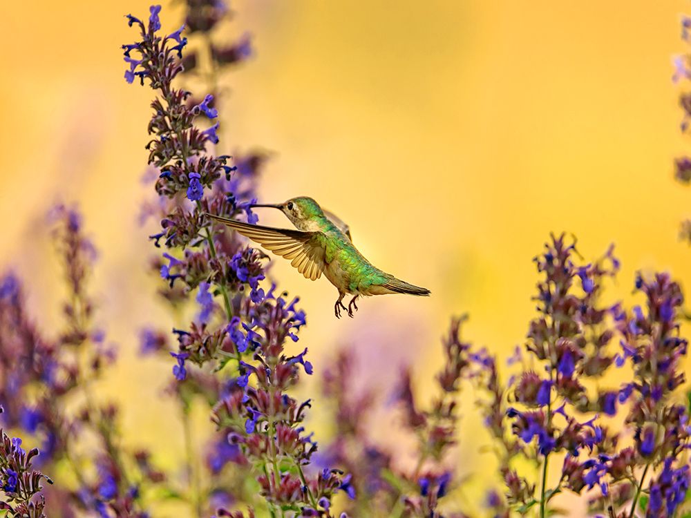 Bird 50 art print by Rachel Lee for $57.95 CAD