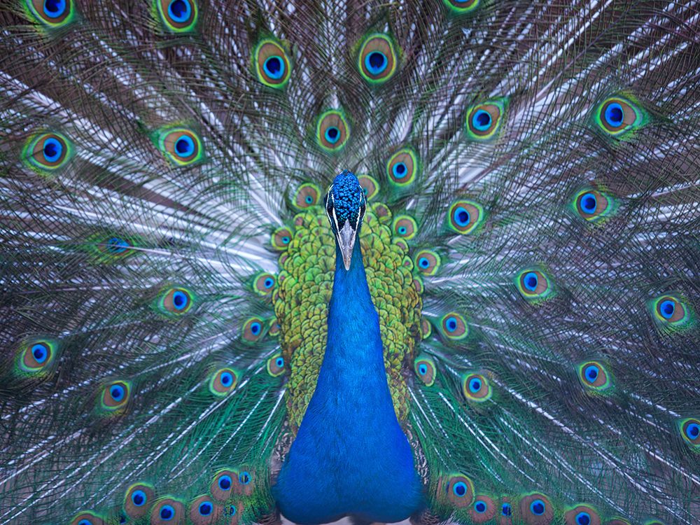 Bird 57 art print by Rachel Lee for $57.95 CAD