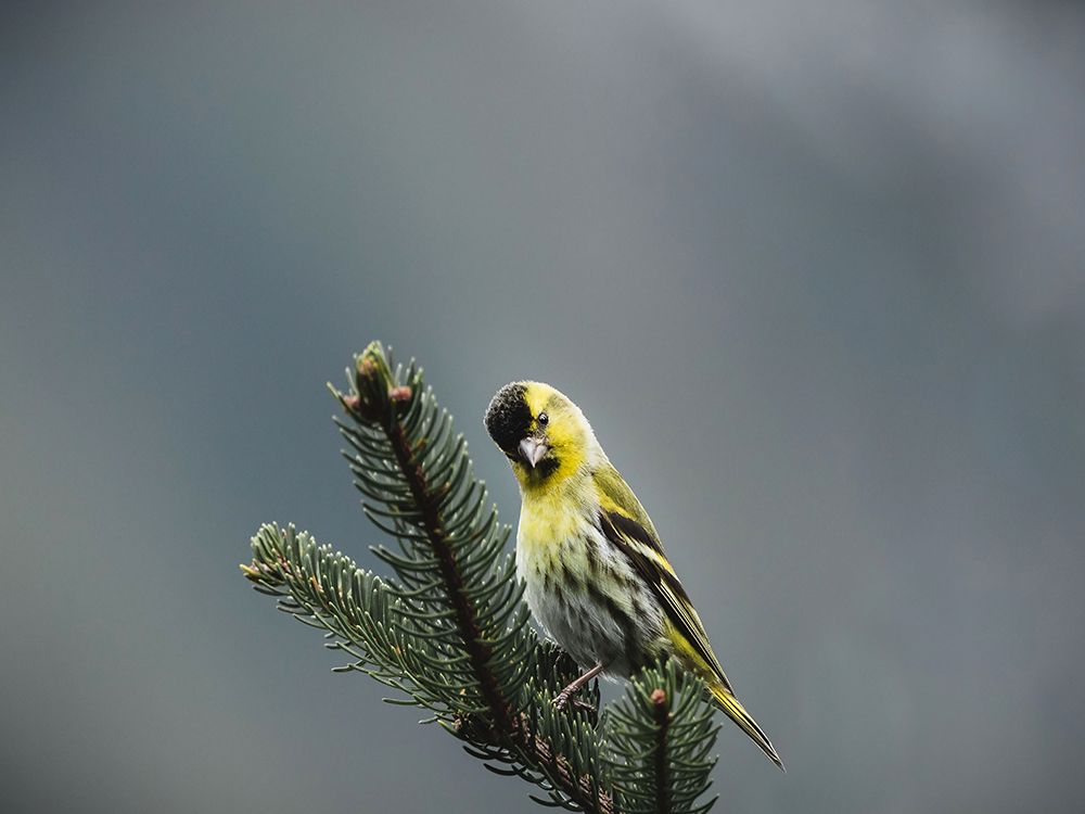 Bird 62 art print by Rachel Lee for $57.95 CAD