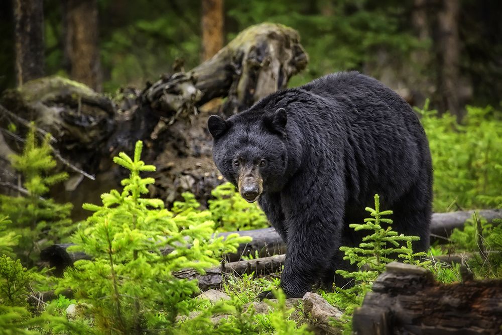 Black Bear art print by Rachel Lee for $57.95 CAD