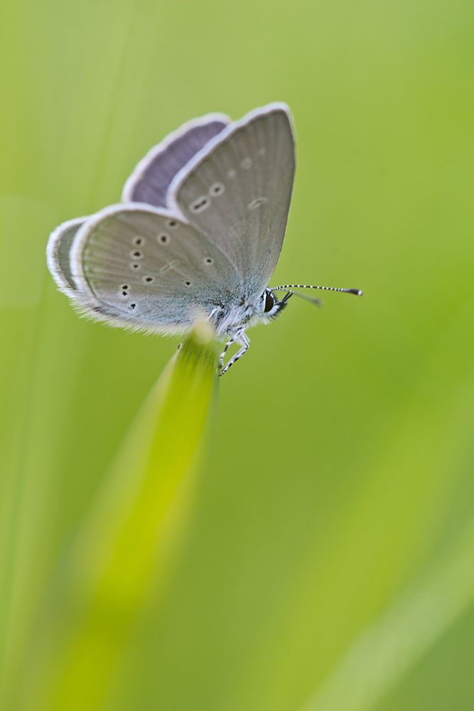 Butterfly 1 art print by Rachel Lee for $57.95 CAD