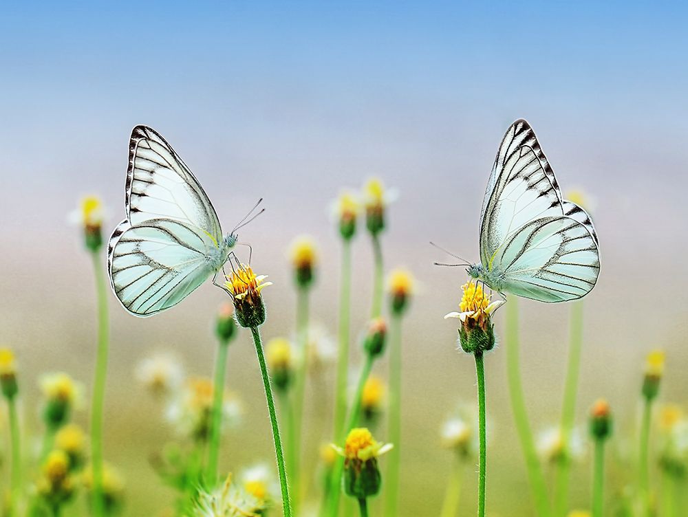 Butterfly 10 art print by Rachel Lee for $57.95 CAD